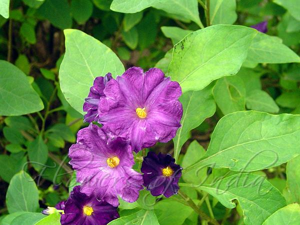 Blue Potato Bush